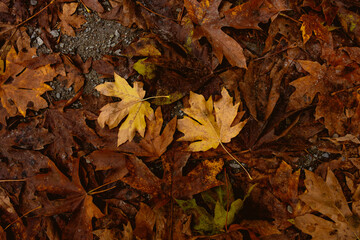 Close Up of Fallen Autumn Leaves on Wooden Surface