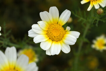 Fototapeta premium White Yellow Crown Daisy, Close-up of a white and yellow crown daisy flower, blooming in nature, Close-up shot of beautiful White yellow Crown Daisy flower (Chrysanthemum coronarium), Crown Daisy,