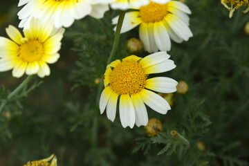 White Yellow Crown Daisy, Close-up of a white and yellow crown daisy flower, blooming in nature, Close-up shot of beautiful White yellow Crown Daisy flower (Chrysanthemum coronarium), Crown Daisy,