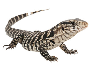 Striking Argentine Black and White Tegu Lizard Displaying Unique Scale Patterns Against Dark Backdrop Captivating Wildlife Photography for Conservation and Educational Purposes