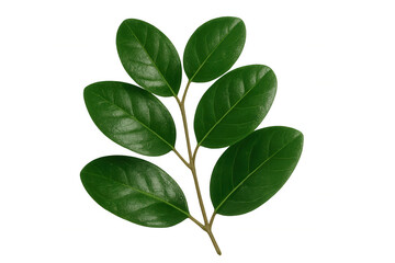 Obraz premium Verdant foliage adorning delicate branch, illuminated with crisp clarity, positioned for effortless graphic design implementation