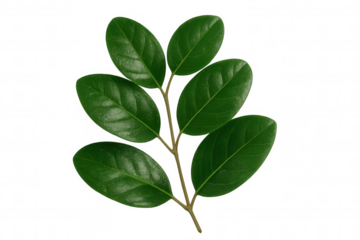 Verdant foliage adorning delicate branch, illuminated with crisp clarity, positioned for effortless graphic design implementation