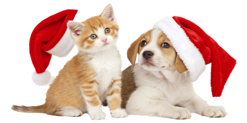 Festive kitten and puppy duo wearing Santa hats posing for a Christmas greeting card or a holiday season advertisement with a clean transparent background