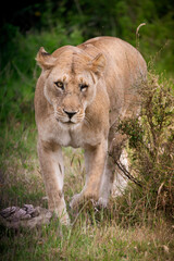 Queen of the Jungle