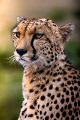 Cheetah Portrait