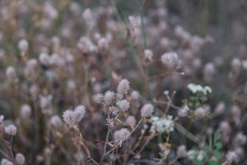 field plant in macro photography against a blurred background