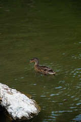 duck in the pond
