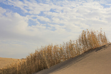 Obraz premium Golden desert reeds under a bright sky in Yazd, Iran, showcasing the beauty of natural landscapes and serene desert vegetation.