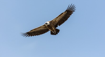 Obraz premium 猛禽類 羽ばたく 青空背景 力強く滑空する姿. AI Generated