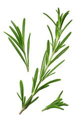 fragrant rosemary sprigs isolated on a transparent background.	