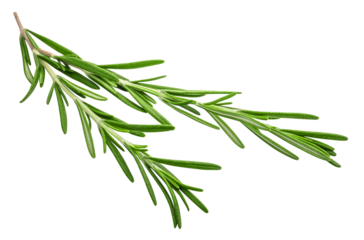 Fragrant rosemary sprigs isolated on a transparent background