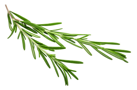 Fragrant rosemary sprigs isolated on a transparent background