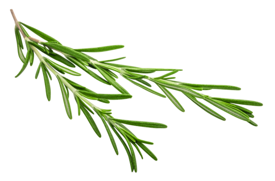 Fragrant rosemary sprigs isolated on a transparent background - Powered by Adobe