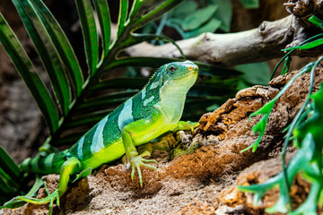 Close up of a young iguana. Portrait of a beautiful lizard