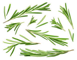 Rosemary isolated set. Collection of rosemary sprigs in different angles on a transparent background.