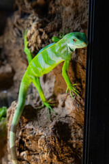 Green lizard Iguana on rock