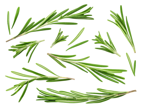 Rosemary isolated set. Collection of rosemary sprigs in different angles on a transparent background.
