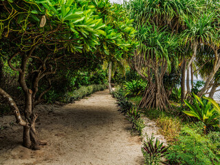 Well Manicured Path Through Jungle