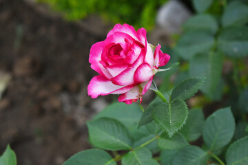 Beautiful red white rose flower closeup in garden, A very beautiful red white rose flower bloomed on the rose tree, Rose flower closeup, bloom flowers, Natural spring flower floral background
