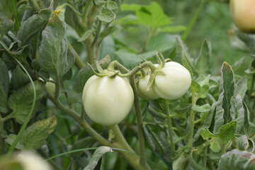 Green unripe Tomato, Green tomatoes plantation. Organic farming, young unripe tomato plant growth in greenhouse, Fresh green unripe tomatoes growing in the garden, Vegetable plantation with tomatoes