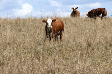 cow domestic bovine small herd of beef cattle