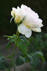 Beautiful pink white rose flower closeup in garden, A very beautiful pink white rose flower bloomed on the rose tree, Rose flower closeup, bloom flowers, Natural spring flower floral background