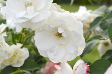 Beautiful white rose flower closeup in garden, A very beautiful white rose flower bloomed on the rose tree, Rose flower closeup, bloom flowers, Natural spring flower, Natural floral background,