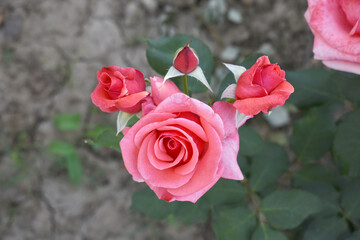 Beautiful pink rose flower closeup in garden, A very beautiful pink yellow rose flower bloomed on the rose tree, Rose flower closeup, bloom flowers, Natural spring flower floral background
