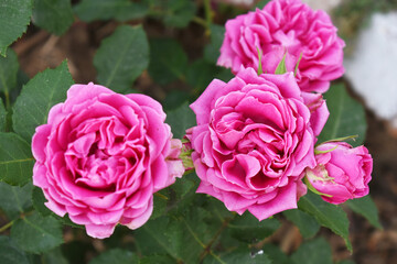 Beautiful pink rose flower closeup in garden, A very beautiful pink yellow rose flower bloomed on the rose tree, Rose flower closeup, bloom flowers, Natural spring flower floral background