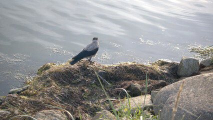 Ptak Jurata © DamianoTonacelli Art