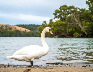 Obraz premium Swan on a sandy shore, tranquil scene