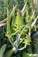 The greenish-yellow flowers of Aloe vera (Aloe barbadensis Mille) in the backyard