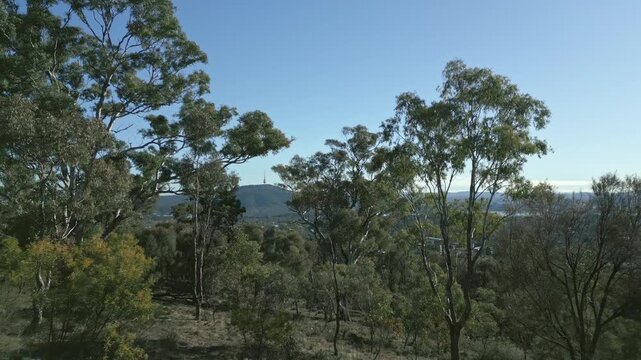 Looking through the gum trees towards a tower sitting on top of a mountain.
