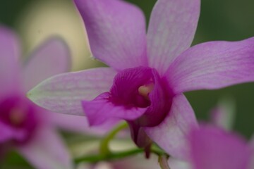 Blooming flowers for flower background. Dendrobium bigibbum, cooktown orchid, mauve butterfly on white background. Bunga anggrek larat © Rezmita