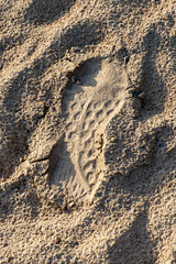 footprint in sand