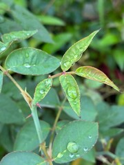 flora and fauna with clouds ,water drop and insects