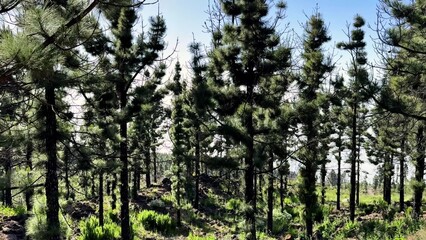 A Beautiful Forest Landscape Dominated by Lush Pine Trees Bathed in Bright Sunlight