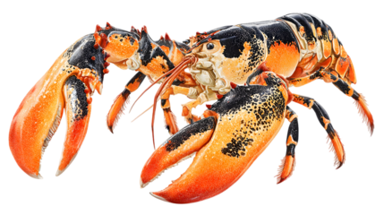 Enormous lobster captures realistic details isolated on white