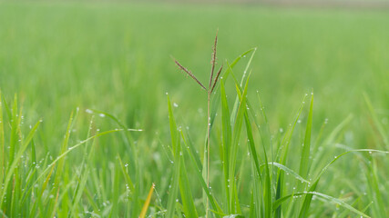 Vibrant Green Blades with Sparkling Dew Drops: Nature's Freshness