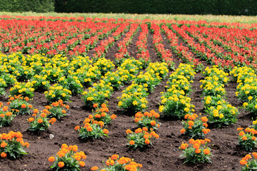 Colorful Flower Field with Yellow, Orange, and Red Blossoms