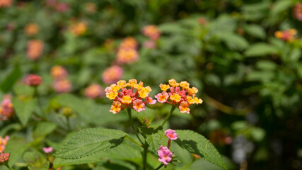 Vibrant Pink and Orange Lantana Flowers Blooming in Sunlight
