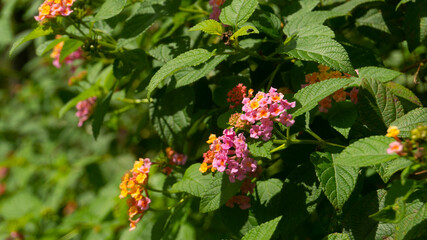 Vibrant Pink and Orange Lantana Flowers Blooming in Sunlight