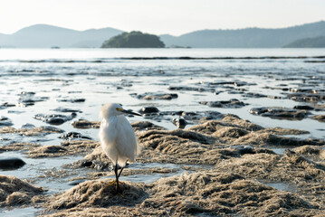 Snowy egret standing on mount of dead seaweed accumulated on the beach