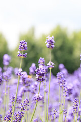 Vibrant Purple Lavender in the Summertime, Furano, Hokkaido, Japan