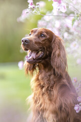 Irish Setter dog in blooming garden with flowers and greenery