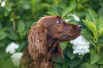 Irish Setter dog in blooming garden with flowers and greenery