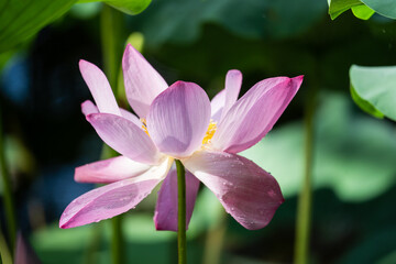 lotus flower in the garden A delicate pink lotus flower in full bloom with dewdrops, set against a lush green background.