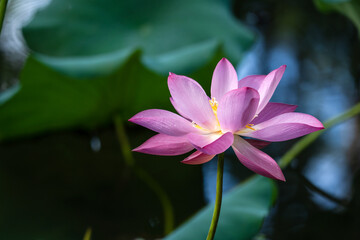 A delicate pink lotus flower in full bloom with dewdrops, set against a lush green background.