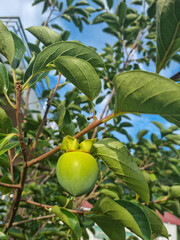 It is a persimmon tree with unripe persimmons.