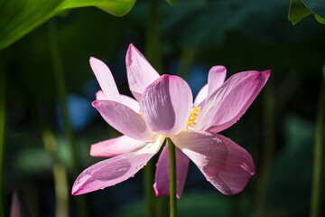  A delicate pink lotus flower in full bloom with dewdrops, set against a lush green background.